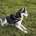 back braces for dogs